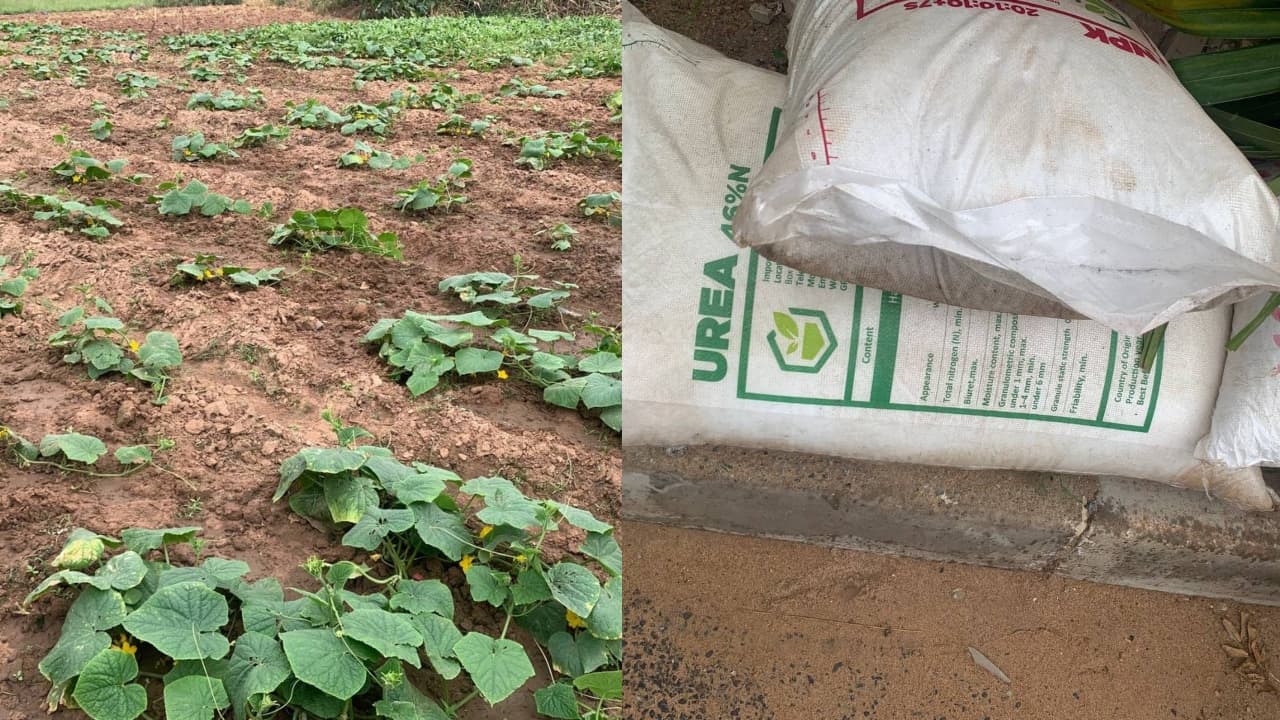 Destructive farming practices: Government policies encouraging use of agrochemicals