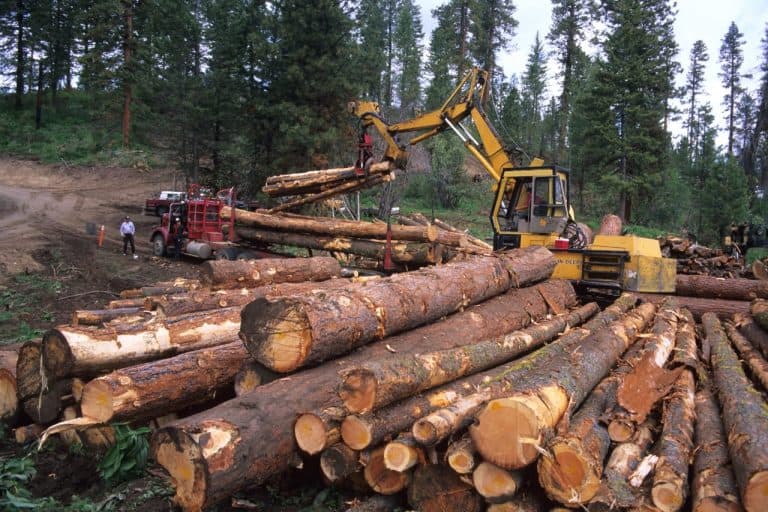 The hidden crisis:illegal timber trade threatens Ghana’s environment amid  focus on galamsey