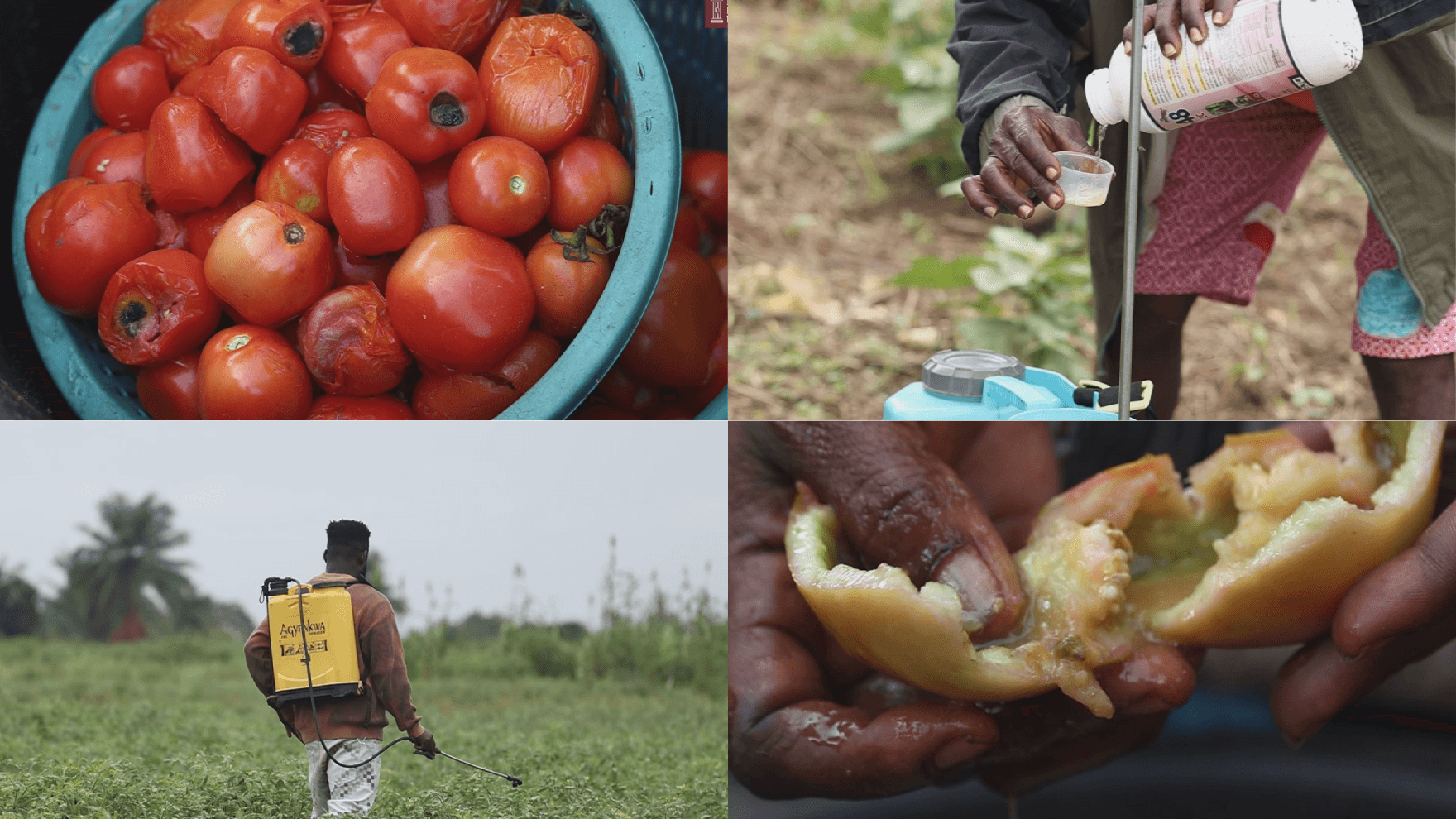 Toxic Harvest: Agrochemicals and the threat to Ghana’s staple foods