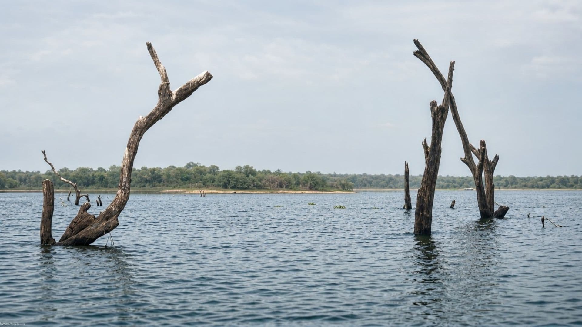 Volta Lake salvage project faces hard questions about profit over people