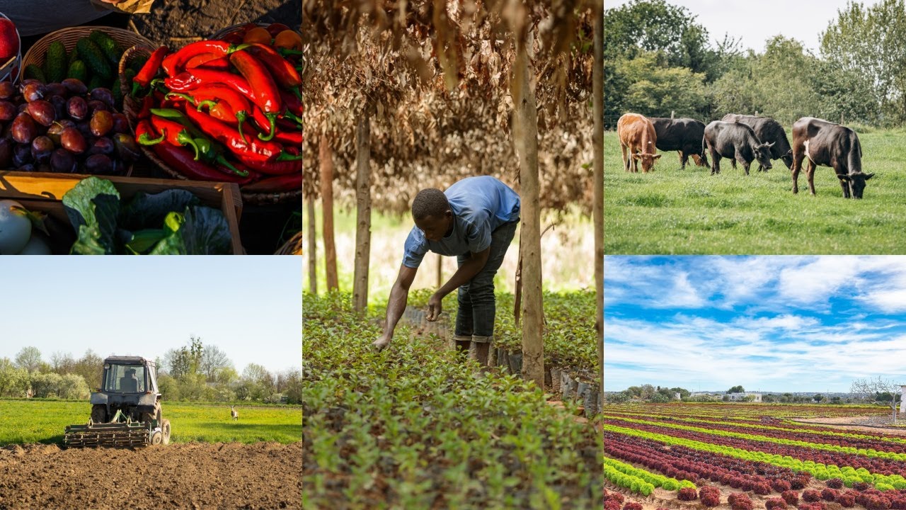 Seeds of Change: The Agroecology Revolution in Ghana - Full Video