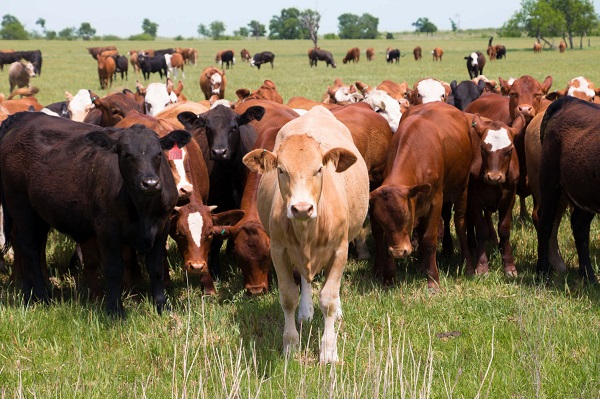 CATTLE